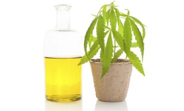 How Daily Dose of Cannabis May Protect the Brain From Effects of Aging?