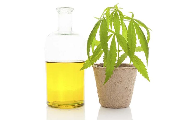 How Daily Dose of Cannabis May Protect the Brain From Effects of Aging?